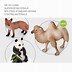 Image result for Zoo Animal Figurines