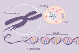 Image result for DNA and Chromosomes Relationship