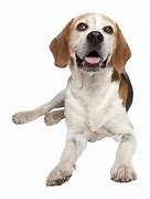 Image result for Small/Medium Dog Breeds