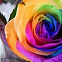 Image result for Free Rainbow Roses Wallpaper