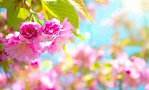 Image result for Cute Girly Wallpaper Backgrounds Spring