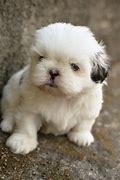 Image result for Shih Tzu Dog