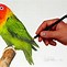 Image result for Beautiful Love Bird Drawings