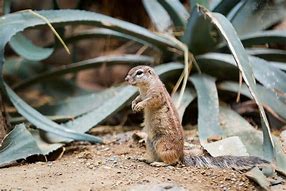 African giant squirrels 的圖像結果