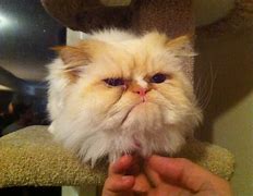 Image result for Angry Cat No Banana