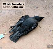 Image result for Crow Predators