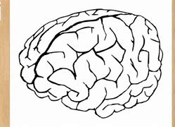 Image result for Head with Brain Drawing Book