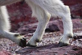 Image result for Mountain Goat Hoof Anatomy