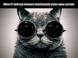 Image result for Funny Cat Sayings Desktop Wallpaper