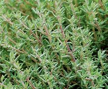 Image result for Thyme Herb