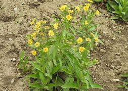Image result for Arnica chamissonis