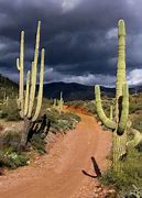 Image result for Arizona Cactus Scene