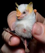 Image result for Small Cute Bat