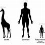 Image result for 20 Feet Tall