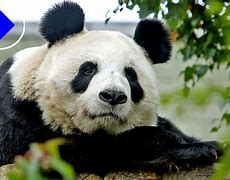 Image result for Giant Panda Edinburgh Zoo