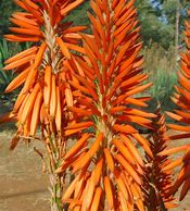 Image result for High Spice Guardian Aloe