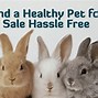 Image result for What Pets Are There for Sale