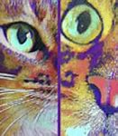 Image result for Trippy Cat Desktop Wallpaper