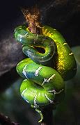 Image result for Green Things in Nature