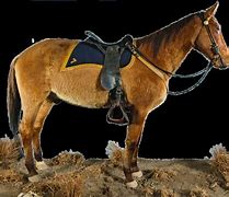 Image result for Comanche Horse