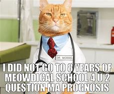 Image result for Funny Cat Doctor