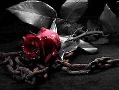 Image result for Dark Gothic Rose