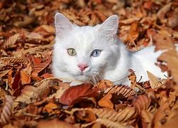 Image result for Cat with Leaf