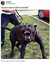 Image result for Pitbull Bite Memes