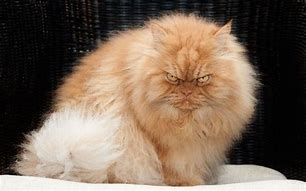 Image result for Angry Fat Cat