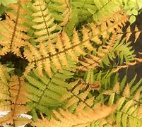 Bildergebnis für Dryopteris wallichiana Jurassic Gold