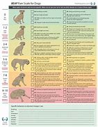 Image result for Dog Pain Scale