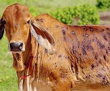 Image result for Lumpy Skin Disease Cattle