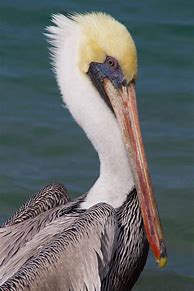 Image result for Pelican Trailblazer