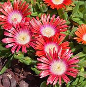 Image result for Delosperma dyeri Red Mountain