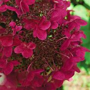 Image result for Hydrangea paniculata Wims Red (r)