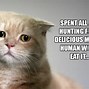 Image result for First World Cat Problems Memes