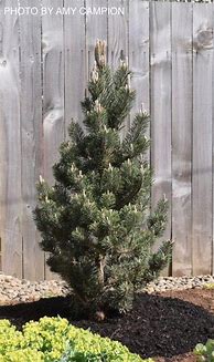Image result for Pinus thunbergii Kotobuki