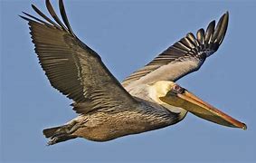 Image result for No Pelicans