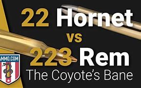 Image result for 22 Hornet vs .223
