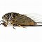 Image result for Cricket Insect in Marathi