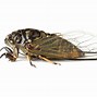 Image result for Cricket Like Insect