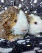 Image result for Wheekers Guinea Pig Rescue