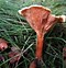 Image result for False Chanterelle Mushroom