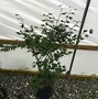Image result for Green Japanese Maple Tree