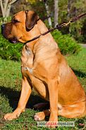 Image result for Cane Corso Dog Choke Collar