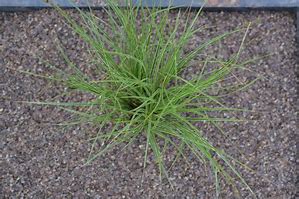 Image result for Carex brunnea Variegata