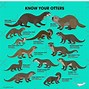 Image result for Otter vs Seal