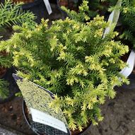 Image result for Cryptomeria japonica Vilmorin Gold