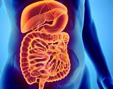 Image result for Accessory Digestive Organs