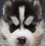 Image result for Malamute vs Husky Puppy